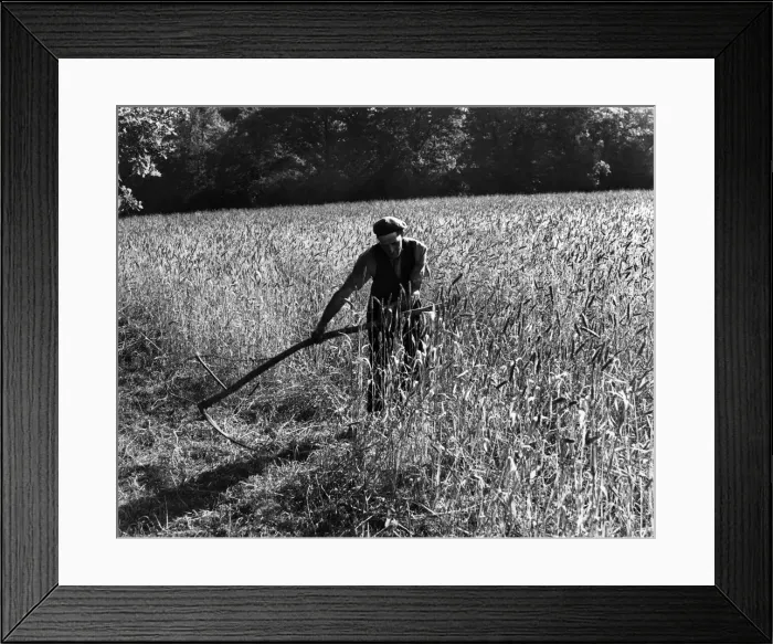 Framed Print : Farmer using a scythe harvesting the wheat. Circa 1950. P007972 Framed Print : Farmer using a scythe harvesting the wheat. Circa 1950. P007972