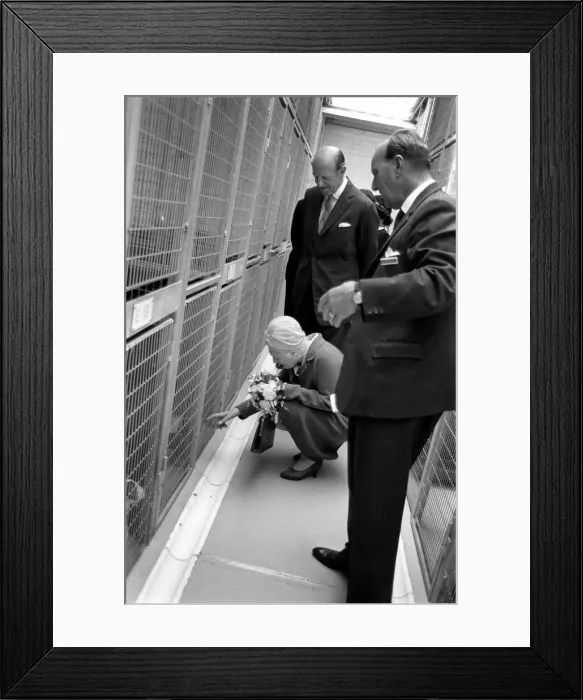 Framed Print : Battersea dogs home opens new wing. The Duchess of Beaufort squats down to speak to one Framed Print : Battersea dogs home opens new wing. The Duchess of Beaufort squats down to speak to one