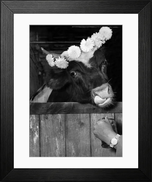 Framed Print : Ferdinand the Gentle Bull seen here in his stable. October 1959 P007378 Framed Print : Ferdinand the Gentle Bull seen here in his stable. October 1959 P007378