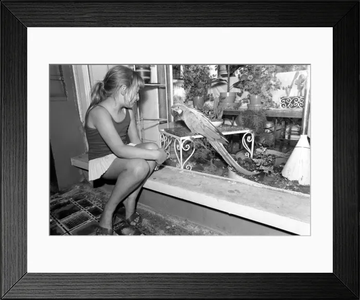 Framed Print : Unusual: Animals: Trapped Parrot'. Little Ann Grange aged 10 sits