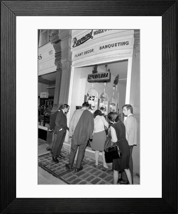 Framed Print : Unusual: Animals: Trapped Parrot'. June 1970 70-5890 Framed Print : Unusual: Animals: Trapped Parrot'. June 1970 70-5890