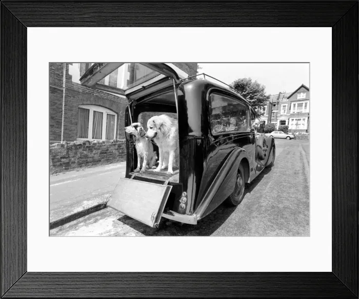 Framed Print : Unusual. Humour. Animals. 18 months ago Mr. Harry Young of Crouch Hill bought a 1934 Framed Print : Unusual. Humour. Animals. 18 months ago Mr. Harry Young of Crouch Hill bought a 1934