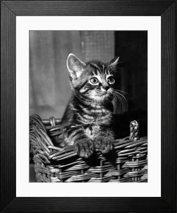 Framed Print : A kittens pose in his travelling basket for the PDSA to bring awareness to the amount