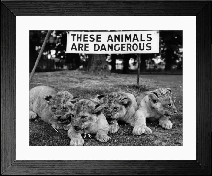 Framed Print : Lion Cubs of Chessington Zoo. Zena, Tim, Tom and Tony, relax on the lawn at Chessington Framed Print : Lion Cubs of Chessington Zoo. Zena, Tim, Tom and Tony, relax on the lawn at Chessington