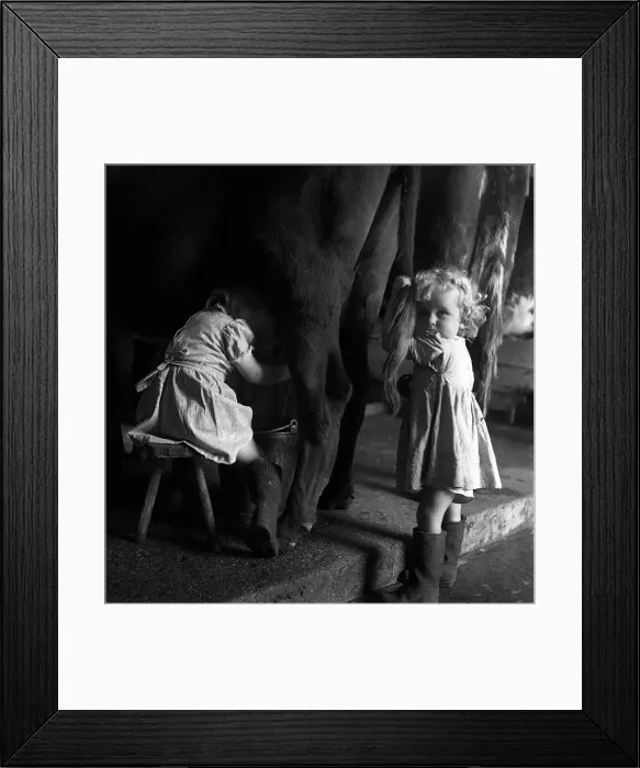 Framed Print : Patricia O Carroll milk cows a day at Hall Farm Stanmore Middlesex