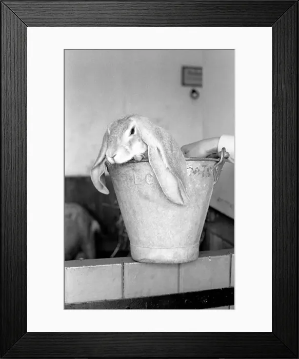 Framed Print : Rabbit in a bucket visiting friend at Battersea Zoo. January 1965 C77-001 Framed Print : Rabbit in a bucket visiting friend at Battersea Zoo. January 1965 C77-001