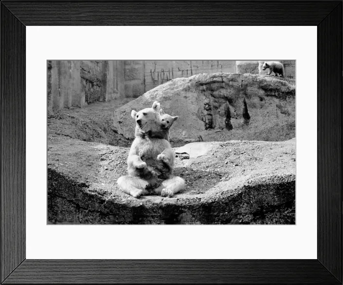 Framed Print : Brown bear and cub at London Zoo. 1965 C87-004 Framed Print : Brown bear and cub at London Zoo. 1965 C87-004