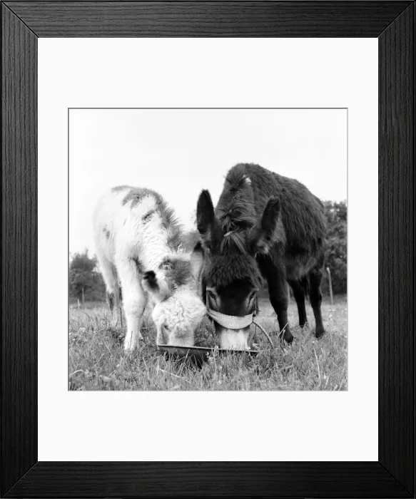 Framed Print : Four week old donkey foal seen here with mother. 1961 C49A-002
