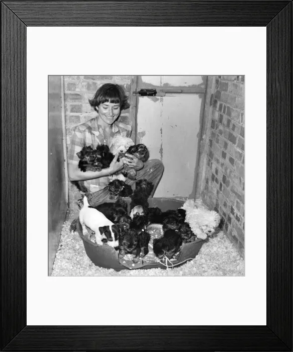 Framed Print : One of the kennel maids at a animal charity re-homing centre for unwanted