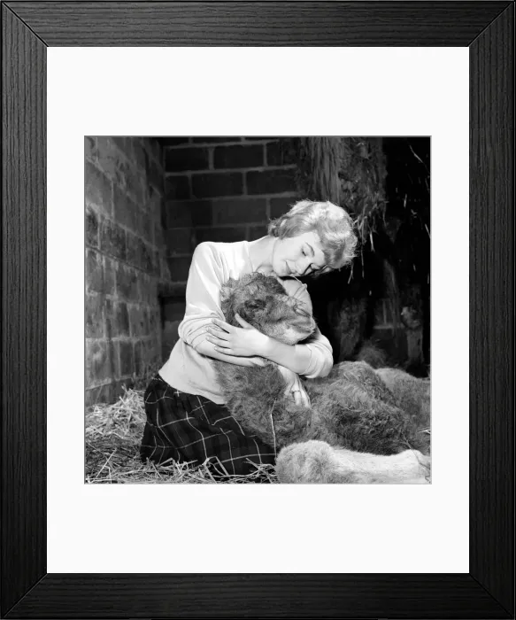 Framed Print : Camel seen here with her calf and keeper at Whipsnade Zoo. 1965 C44-004 Framed Print : Camel seen here with her calf and keeper at Whipsnade Zoo. 1965 C44-004