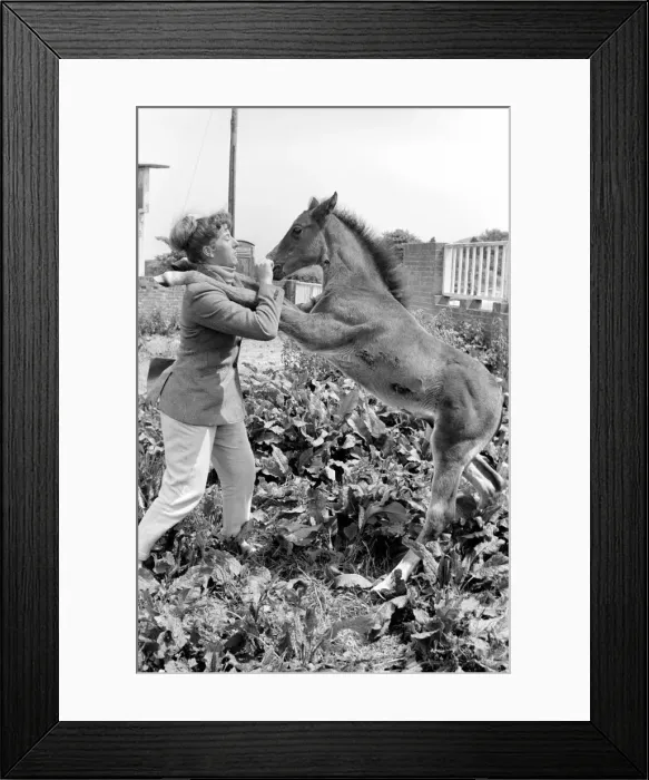 Framed Print : Pam Barrows seen here with foal called Miracle. June 1961 C65-005 Framed Print : Pam Barrows seen here with foal called Miracle. June 1961 C65-005