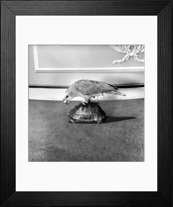 Framed Print : Unusual friendship: Parrot and tortoise. 1964