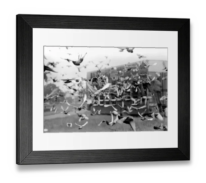 Framed Print : Sport: Pigeon Racing: Millions of Pigeon Racing enthusiasts love their birds