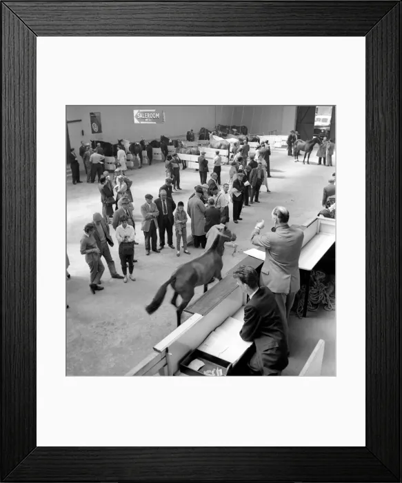 Framed Print : General scene at the Brixton horse auctions. 1961 C48-004 Framed Print : General scene at the Brixton horse auctions. 1961 C48-004
