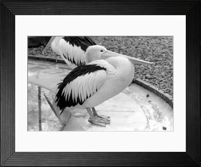 Framed Print : Birds: Pelican at London Zoo. 1965 C87C-001