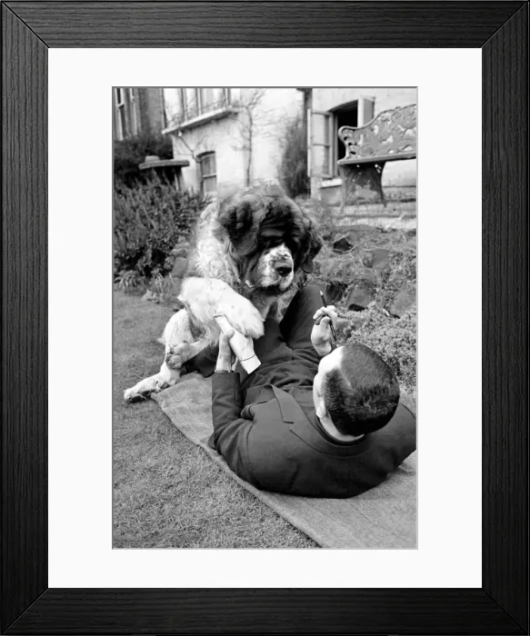 Framed Print : St. Bernard dog. 1960 C115-005 Framed Print : St. Bernard dog. 1960 C115-005