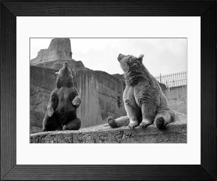Framed Print : Brown bear and cub at London Zoo. 1965 C87-006 Framed Print : Brown bear and cub at London Zoo. 1965 C87-006