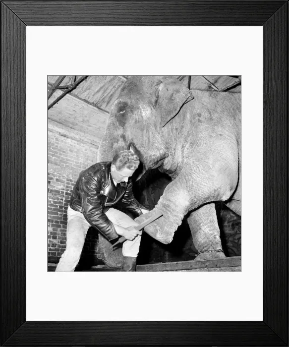 Framed Print : Elephant has a spring make-over at Chessington Zoo. January 1965 C70-009 Framed Print : Elephant has a spring make-over at Chessington Zoo. January 1965 C70-009