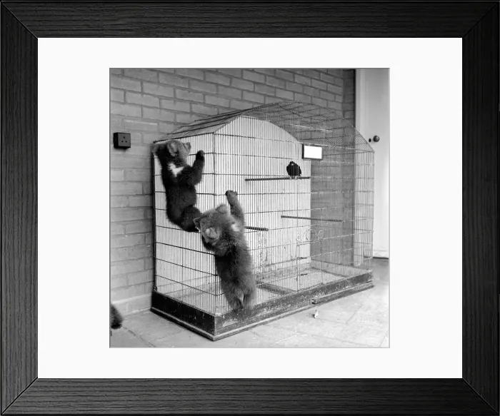 Framed Print : Brown bears cubs at Whipsnade Zoo. 1965 C46-007