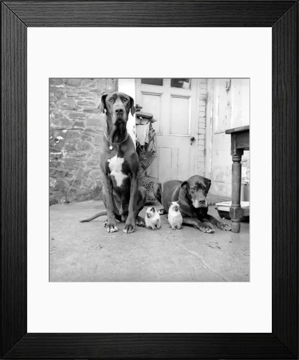 Framed Print : Great Dane dogs guard their kitten charges. Circa 1964 Framed Print : Great Dane dogs guard their kitten charges. Circa 1964