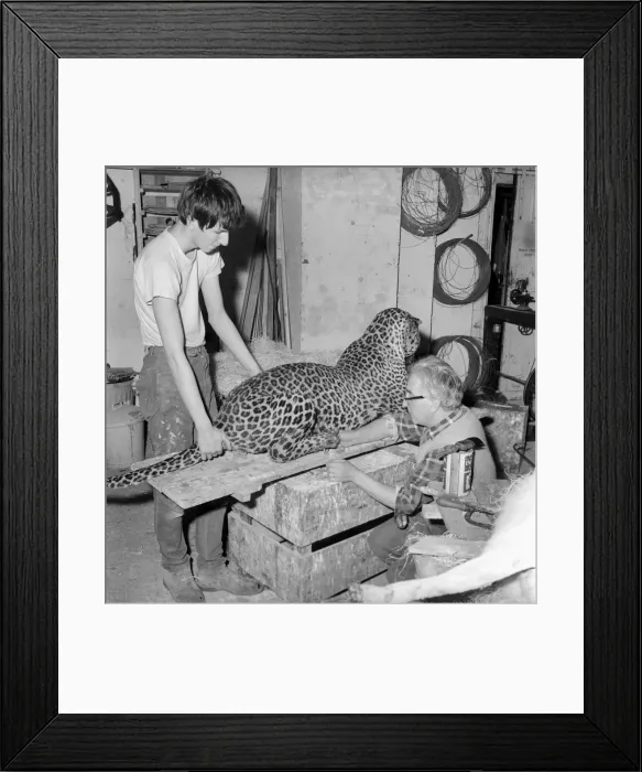 Framed Print : Craftsmen at work in a taxidermist workshop Circa 1964 Framed Print : Craftsmen at work in a taxidermist workshop Circa 1964