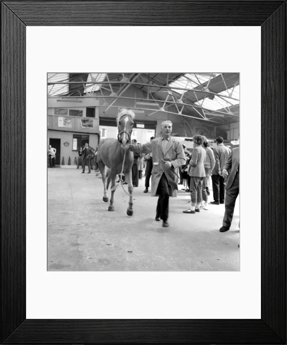 Framed Print : General scene at the Brixton horse auctions. 1961 C48-013 Framed Print : General scene at the Brixton horse auctions. 1961 C48-013