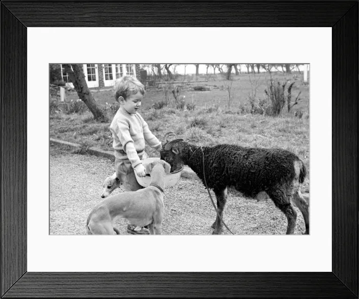 Framed Print : Small boy feeding goat. 1960 C79-002 Framed Print : Small boy feeding goat. 1960 C79-002