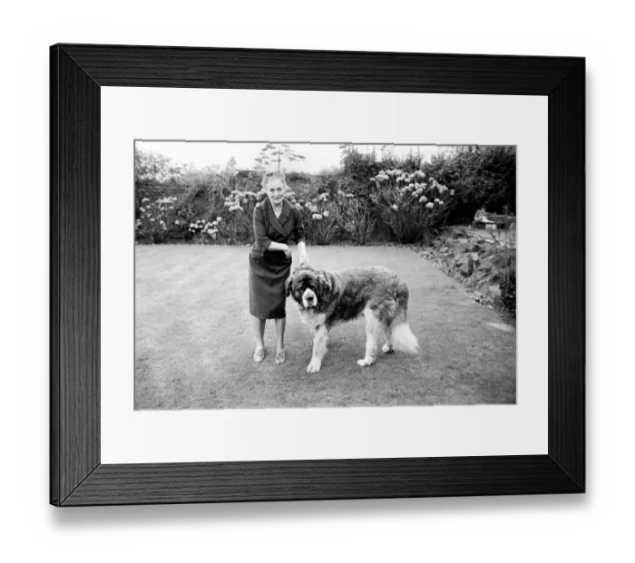Framed Print : St. Bernard dog. 1960 C115-003