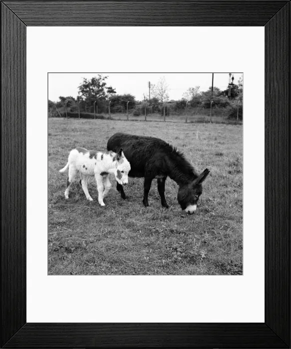 Framed Print : Four week old donkey foal seen here with mother. 1961 C49A-005 Framed Print : Four week old donkey foal seen here with mother. 1961 C49A-005