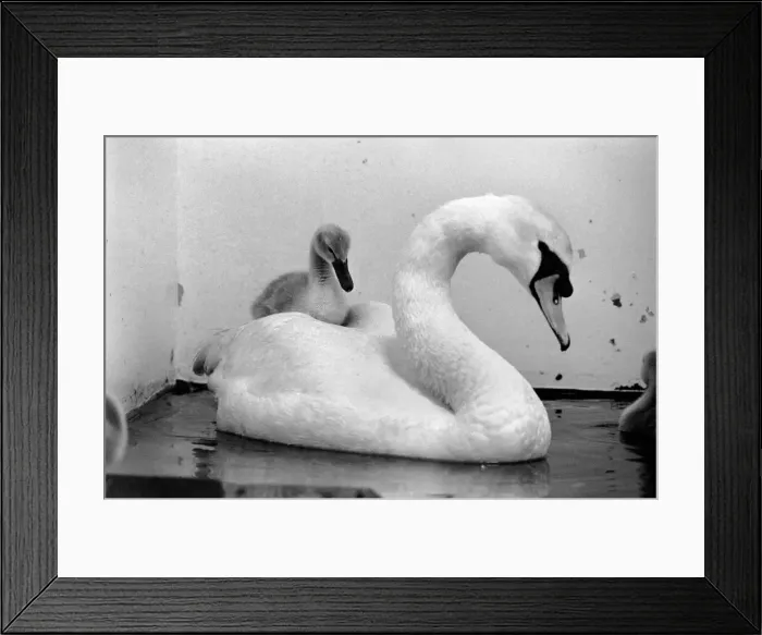 Framed Print : This swan and its cygnets were found on a Motorway. The mother of the cygnet had beed Framed Print : This swan and its cygnets were found on a Motorway. The mother of the cygnet had beed
