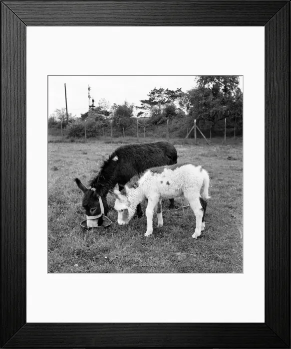 Framed Print : Four week old donkey foal seen here with mother. 1961 C49A-009 Framed Print : Four week old donkey foal seen here with mother. 1961 C49A-009