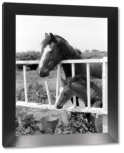 Mother horse with foal called Miracle. June 1961 C65-001