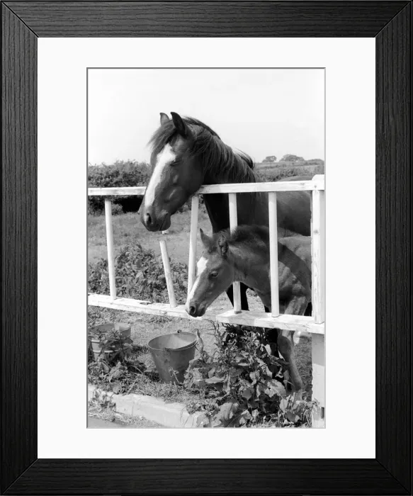 Framed Print : Mother horse with foal called Miracle. June 1961 C65-001 Framed Print : Mother horse with foal called Miracle. June 1961 C65-001
