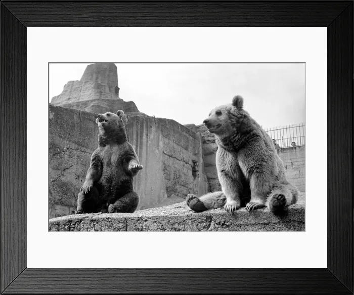 Framed Print : Brown bear and cub at London Zoo. 1965 C87