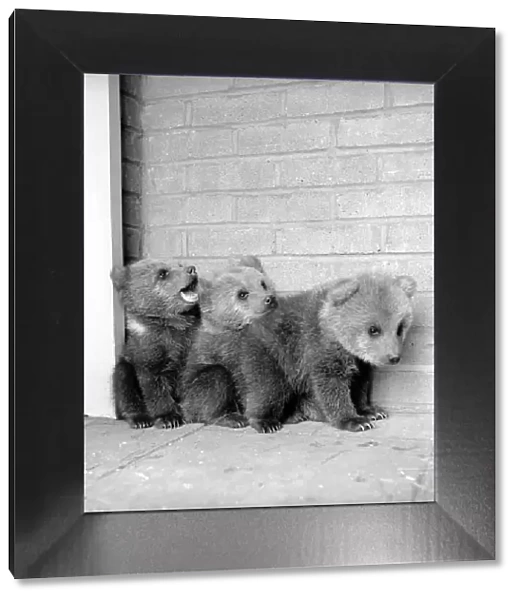 Brown bears cubs at Whipsnade Zoo. 1965 C46-001