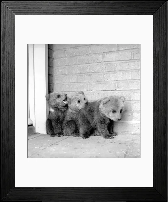 Framed Print : Brown bears cubs at Whipsnade Zoo. 1965 C46-001 Framed Print : Brown bears cubs at Whipsnade Zoo. 1965 C46-001