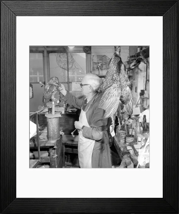 Framed Print : Craftsmen at work in a taxidermist workshop adds the final touches to a stuffed tawney Framed Print : Craftsmen at work in a taxidermist workshop adds the final touches to a stuffed tawney