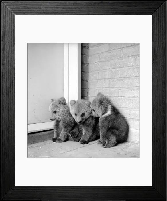 Framed Print : Brown bears cubs at Whipsnade Zoo. 1965 C46 Framed Print : Brown bears cubs at Whipsnade Zoo. 1965 C46