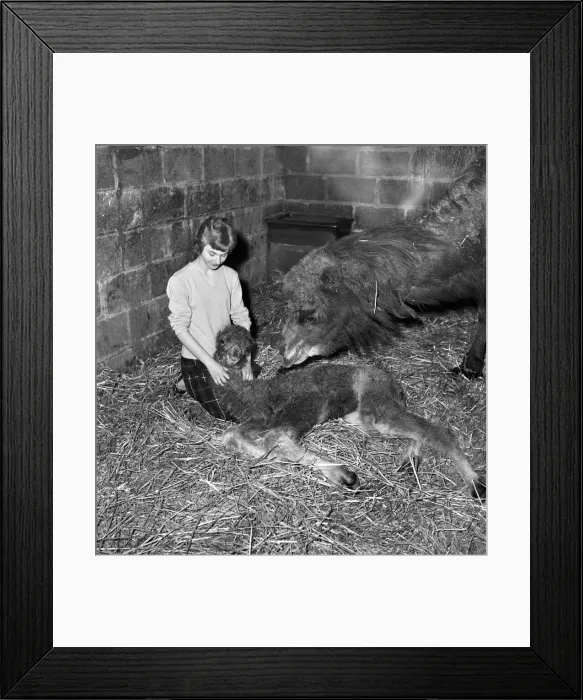 Framed Print : Camel seen here with her calf and keeper at Whipsnade Zoo. 1965 C44-003 Framed Print : Camel seen here with her calf and keeper at Whipsnade Zoo. 1965 C44-003