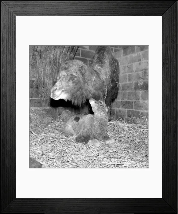 Framed Print : Camel seen here with her calf and keeper at Whipsnade Zoo. 1965 C44-009