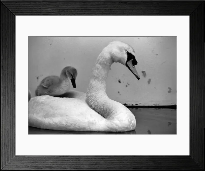 Framed Print : This swan and its cygnets were found on a Motorway. The mother of the cygnet had beed Framed Print : This swan and its cygnets were found on a Motorway. The mother of the cygnet had beed