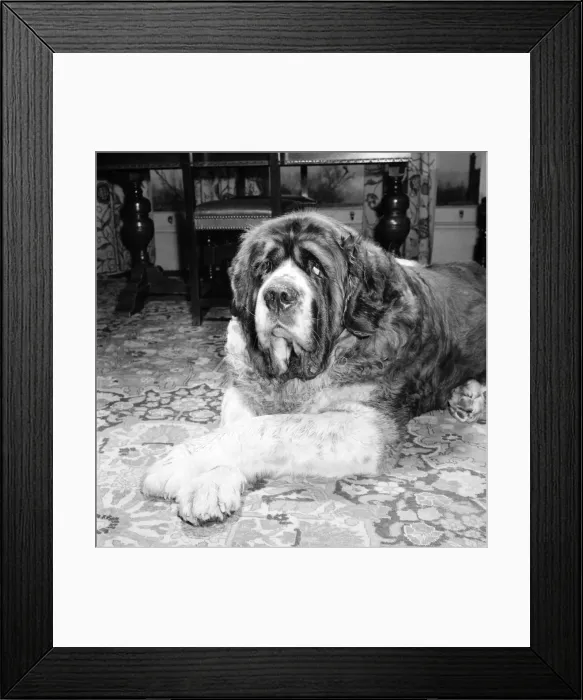Framed Print : St. Bernard dog. 1960 C115-001 Framed Print : St. Bernard dog. 1960 C115-001