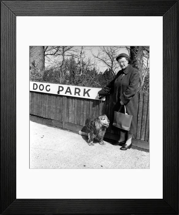 Framed Print : Dog owners leave their dogs in the Dog Park at F. Lawrence and Sons a Eastbourne butcher