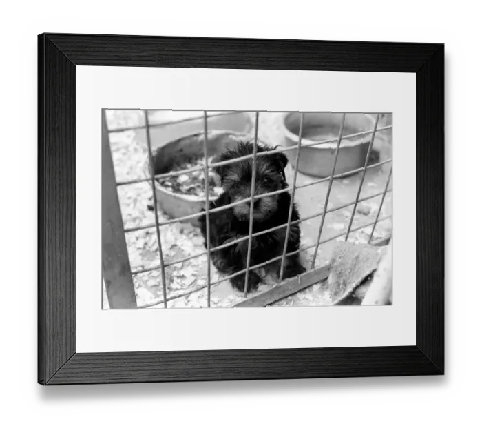 Framed Print : Some of the abandon puppies at a animal charity re-homing centre for unwanted