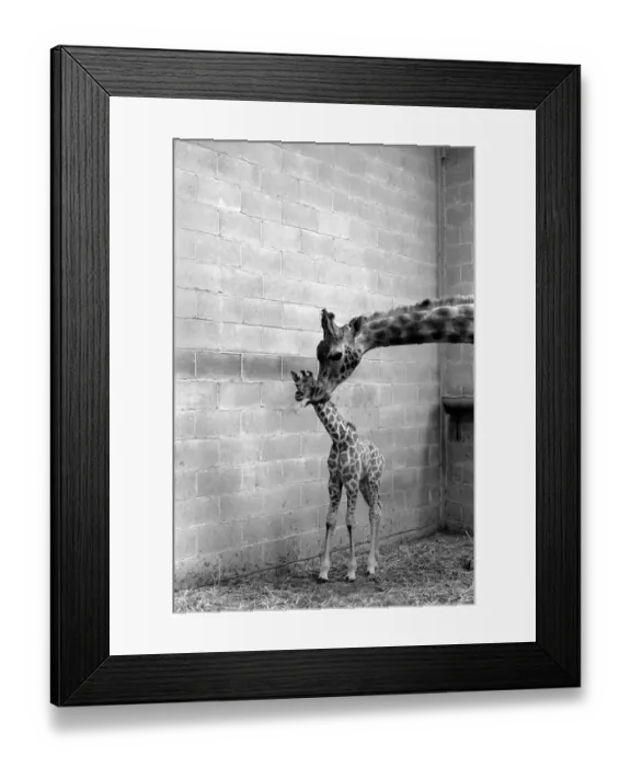 Framed Print : A Motherly Kiss for Rebecca: Rebecca gets a loving kiss from her mother Jezebel Framed Print : A Motherly Kiss for Rebecca: Rebecca gets a loving kiss from her mother Jezebel