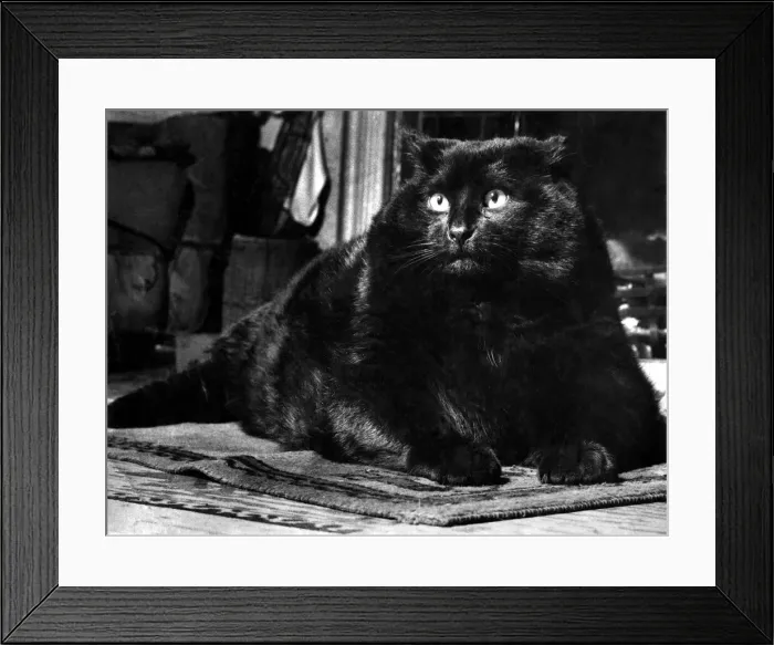 Framed Print : Fat cat Dinker. April 1955 P007476 Framed Print : Fat cat Dinker. April 1955 P007476
