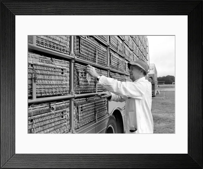 Framed Print : Millions of Pigeon Racing enthusiasts love their birds Framed Print : Millions of Pigeon Racing enthusiasts love their birds