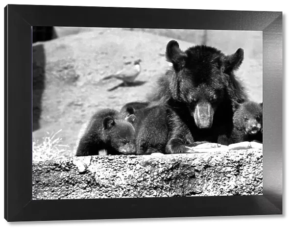 The three-some, three Black bears called Daphne, Chloe and Montmorency played games with
