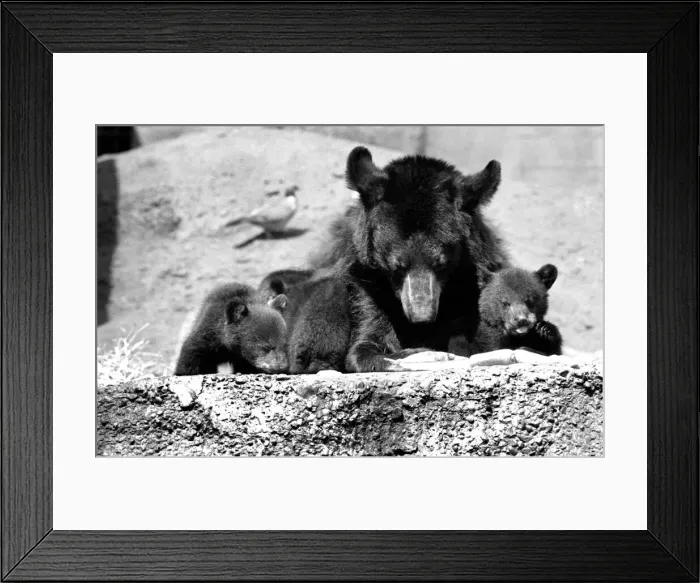 Framed Print : The three-some, three Black bears called Daphne, Chloe and Montmorency played games with