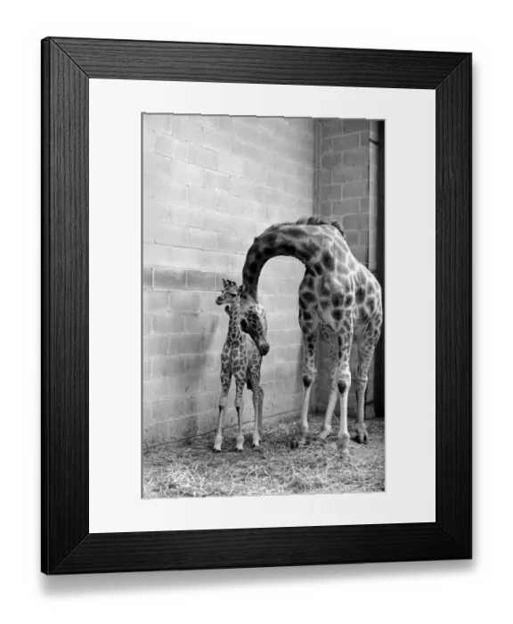 Framed Print : A Motherly Kiss for Rebecca: Rebecca gets a loving kiss from her mother Jezebel
